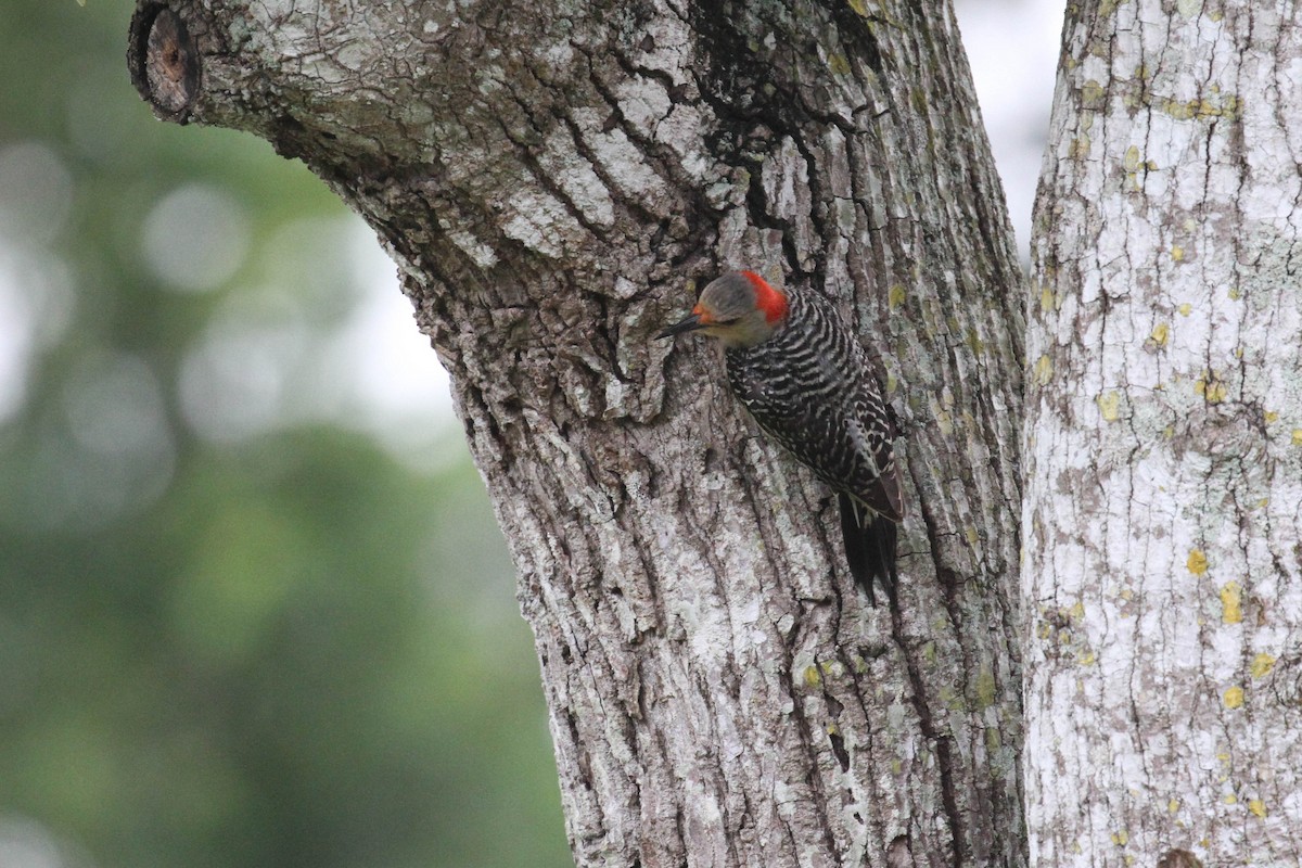 Red-bellied Woodpecker - Alex Lamoreaux