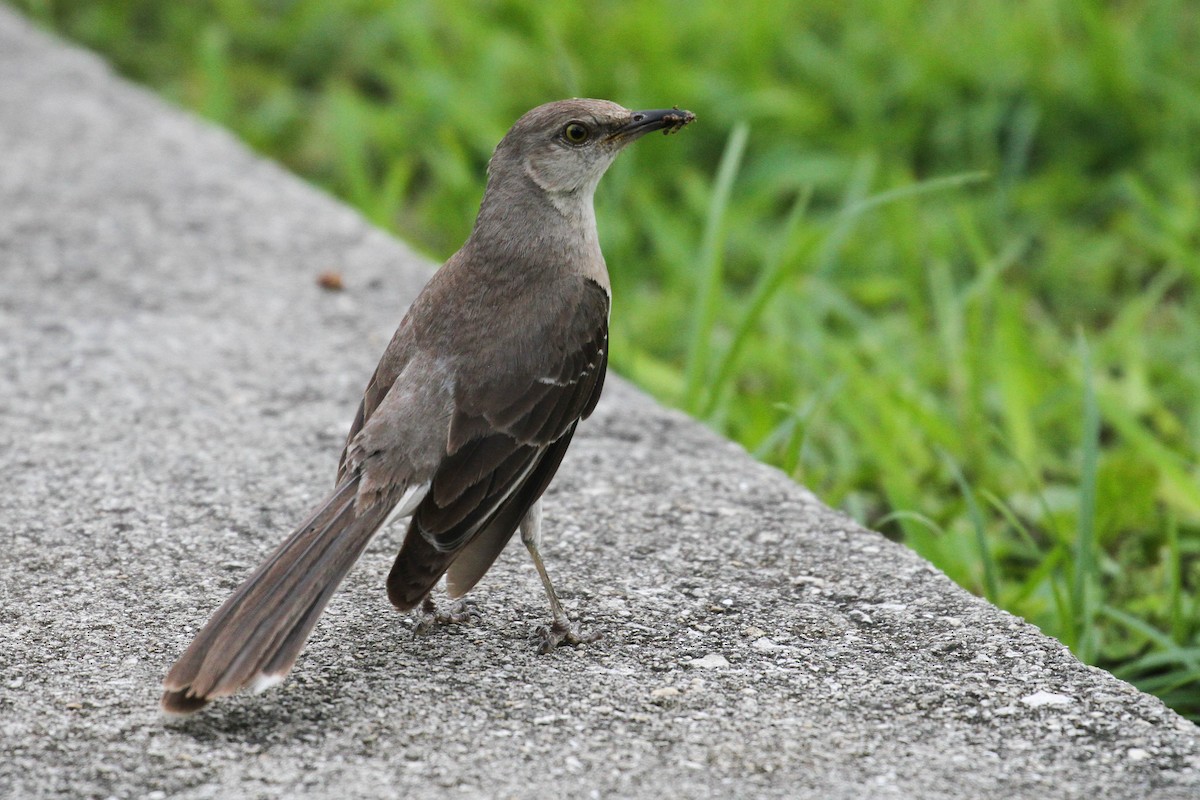 Northern Mockingbird - ML222103541