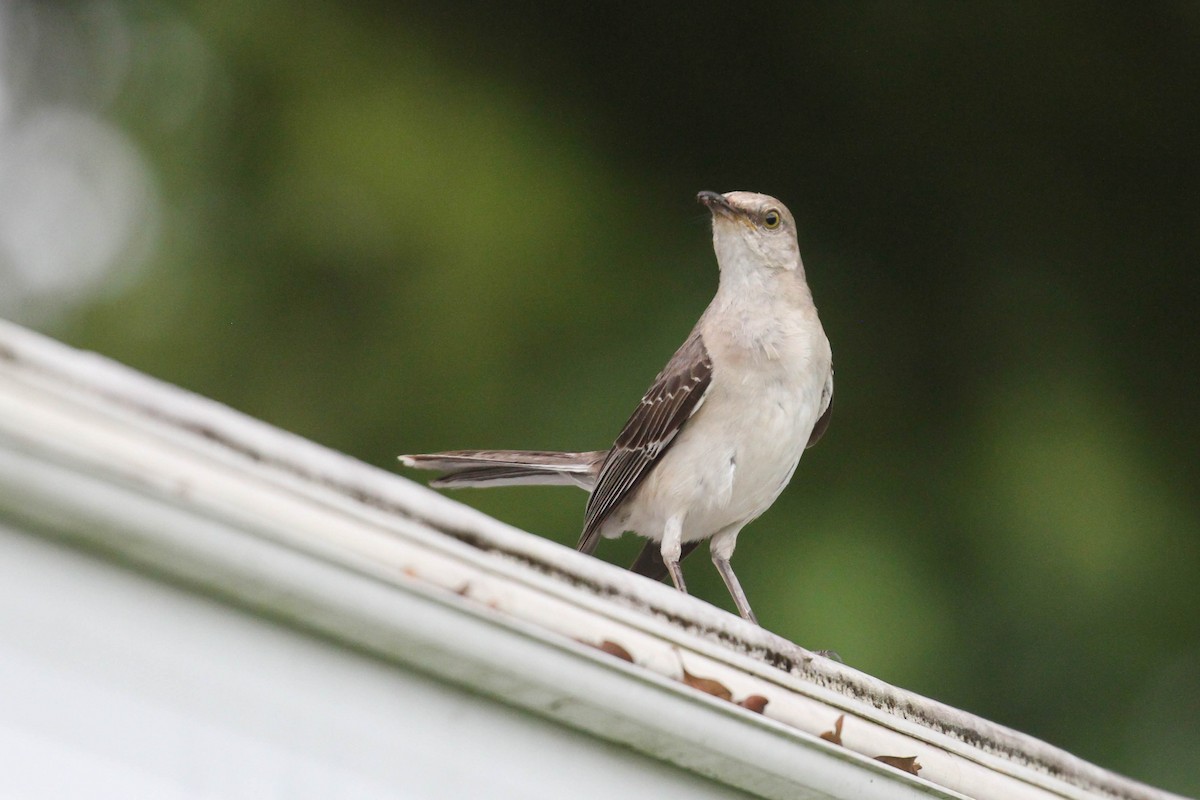 Northern Mockingbird - ML222103551