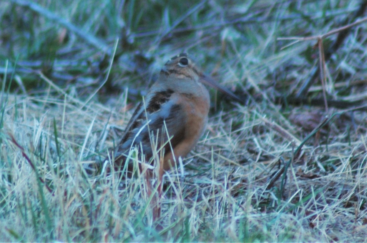 American Woodcock - ML22210431