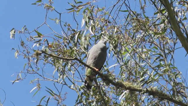 Crane Hawk - ML222104591