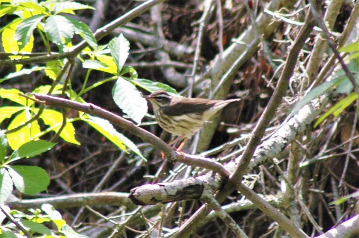 Louisiana Waterthrush - ML22210571