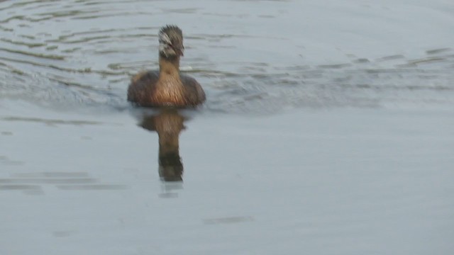 White-tufted Grebe - ML222105731