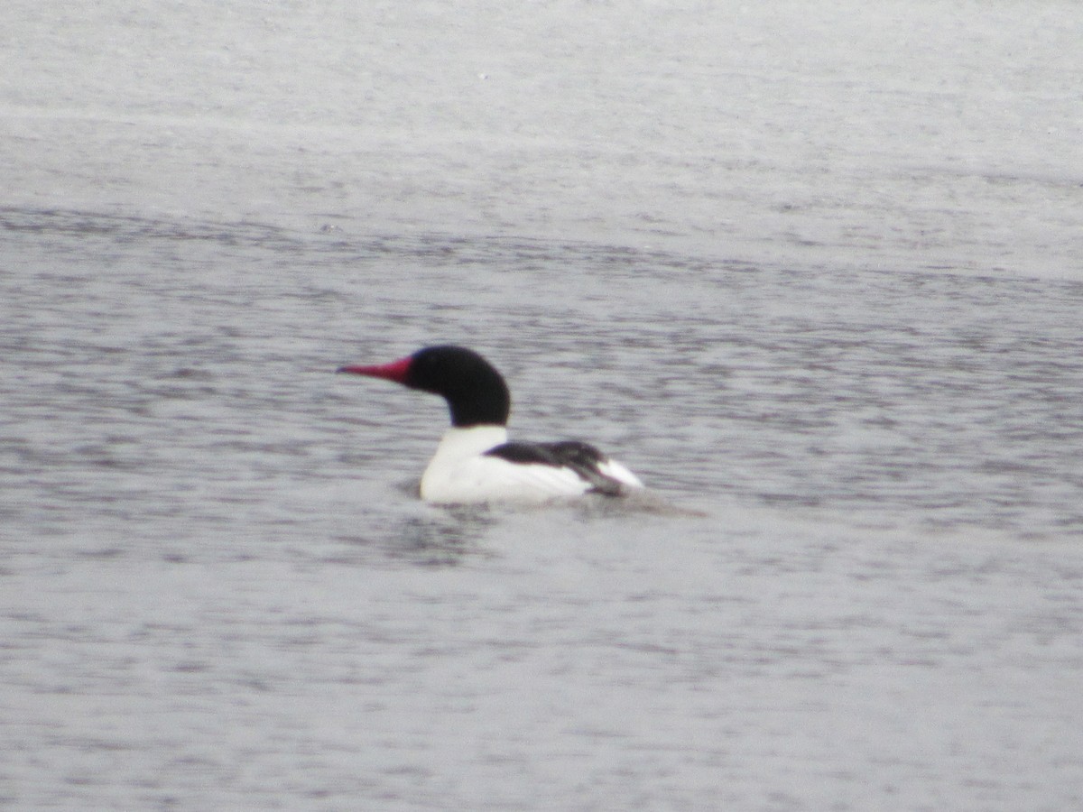 Common Merganser - ML222106031