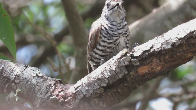 White-barred Piculet - ML222106161