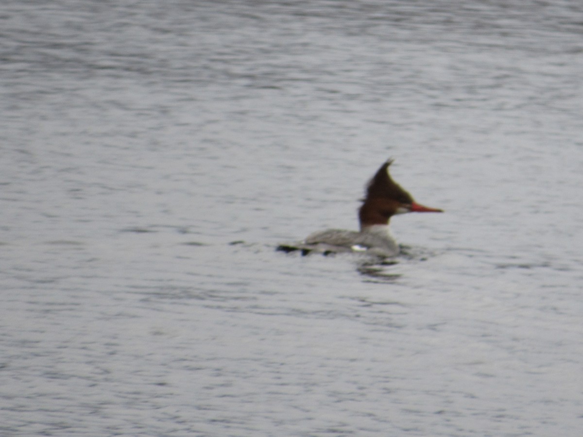 Common Merganser - ML222106171