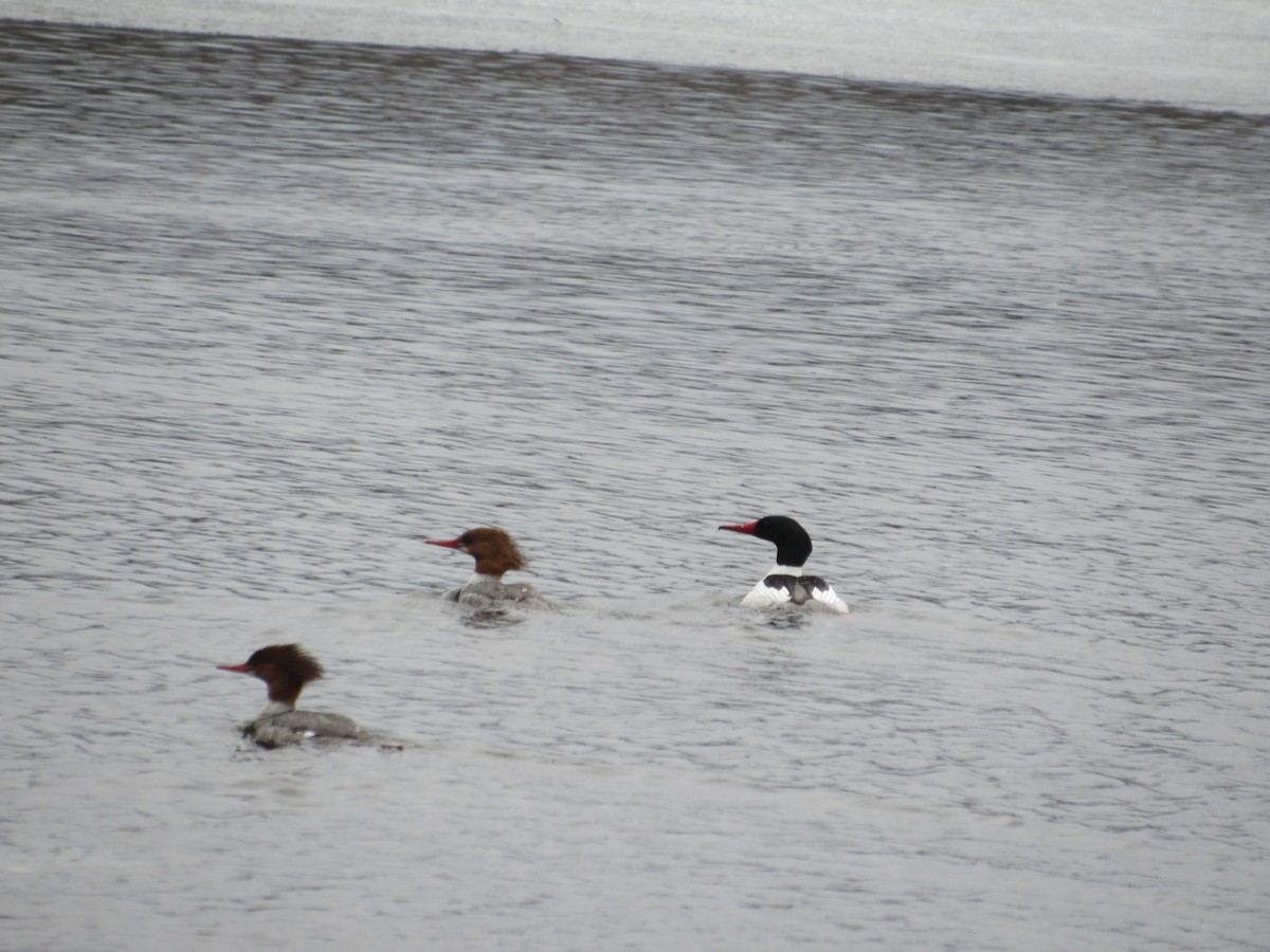 Common Merganser - ML222106321