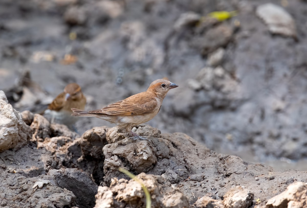 Sahel Bush Sparrow - Shailesh Pinto
