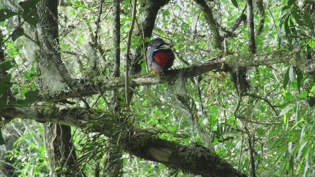 trogon surucua - ML222106491