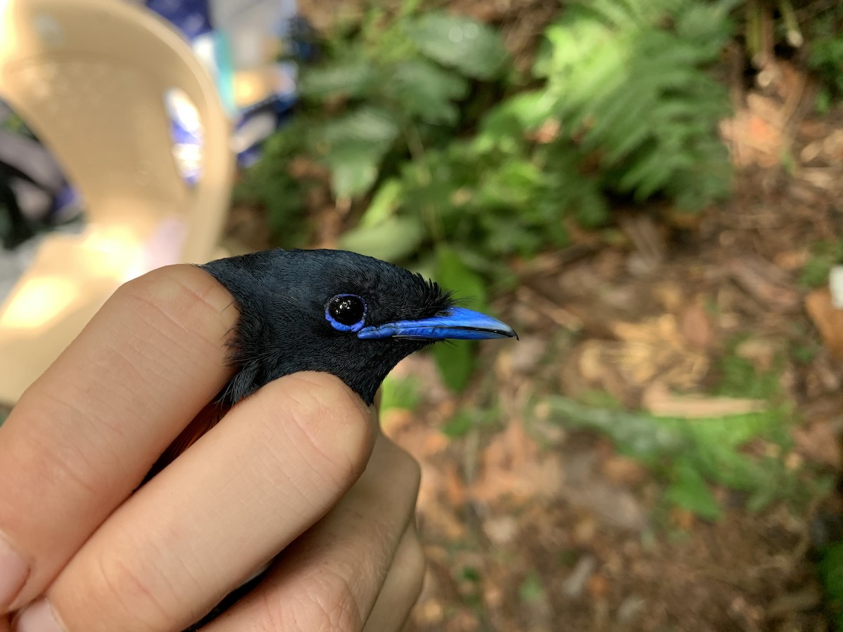 Black-headed Paradise-Flycatcher (Tricolored) - ML222106691