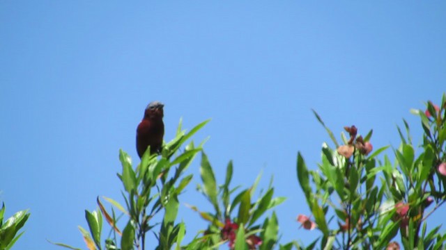 Chestnut Seedeater - ML222107921