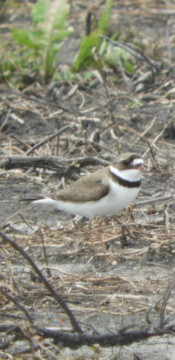 Semipalmated Plover - Don Stanley