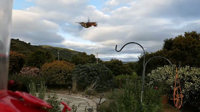 Rufous/Allen's Hummingbird - ML222110931