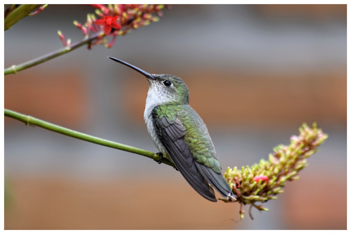 kolibřík bělobřichý - ML222110991