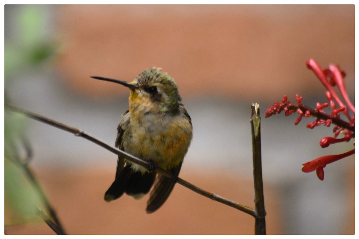 Speckled Hummingbird - Susana Baño