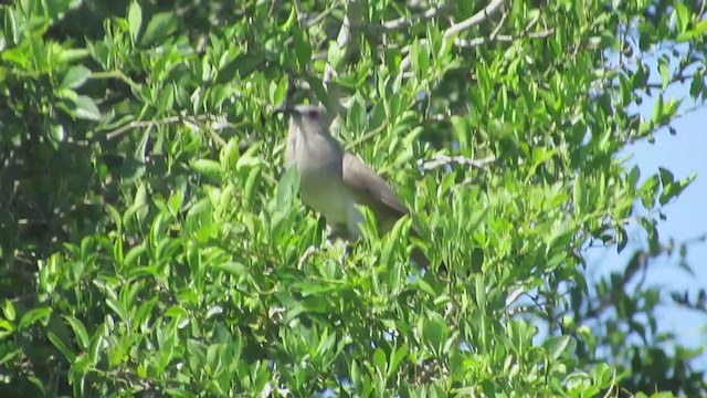Ash-colored Cuckoo - ML222112411
