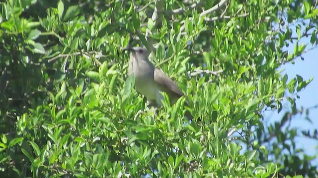 Ash-colored Cuckoo - ML222112411