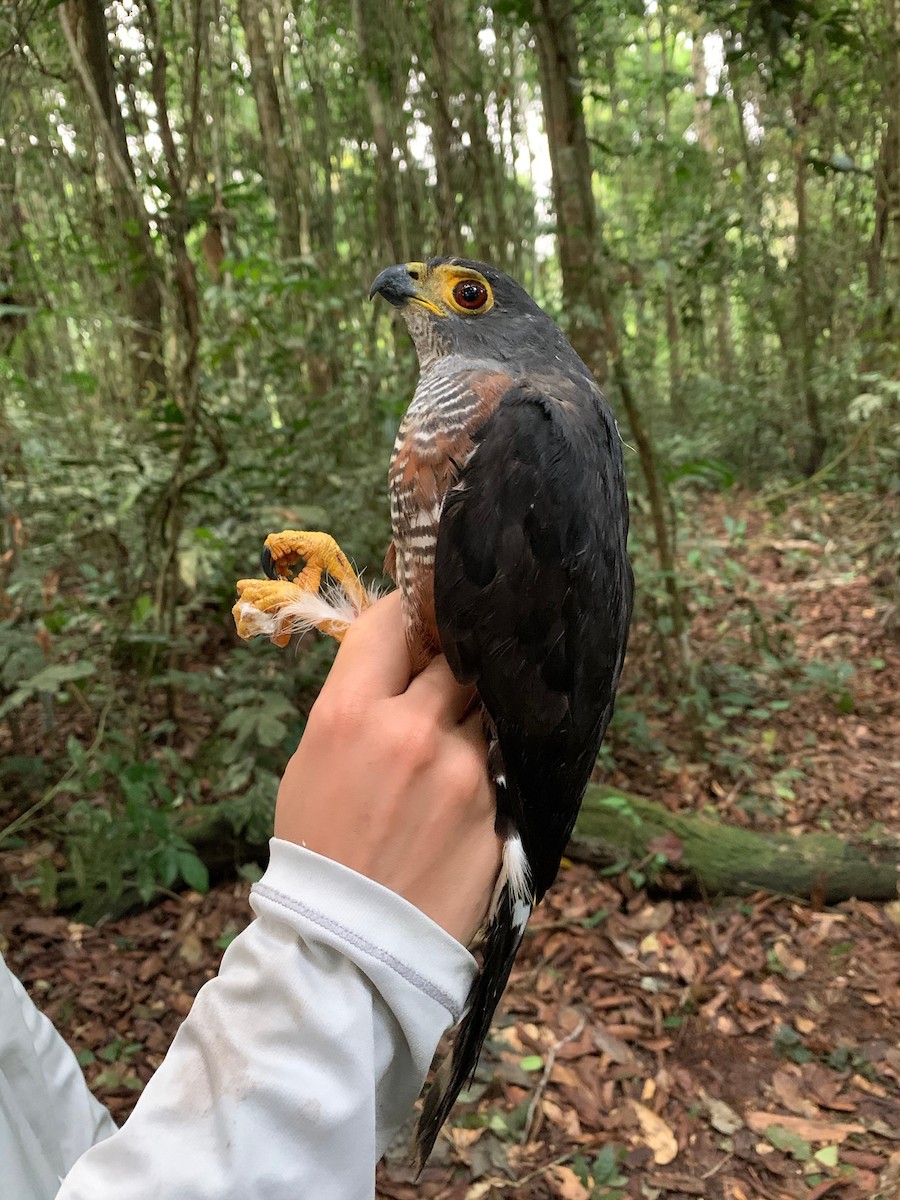 Chestnut-flanked Sparrowhawk - ML222113271