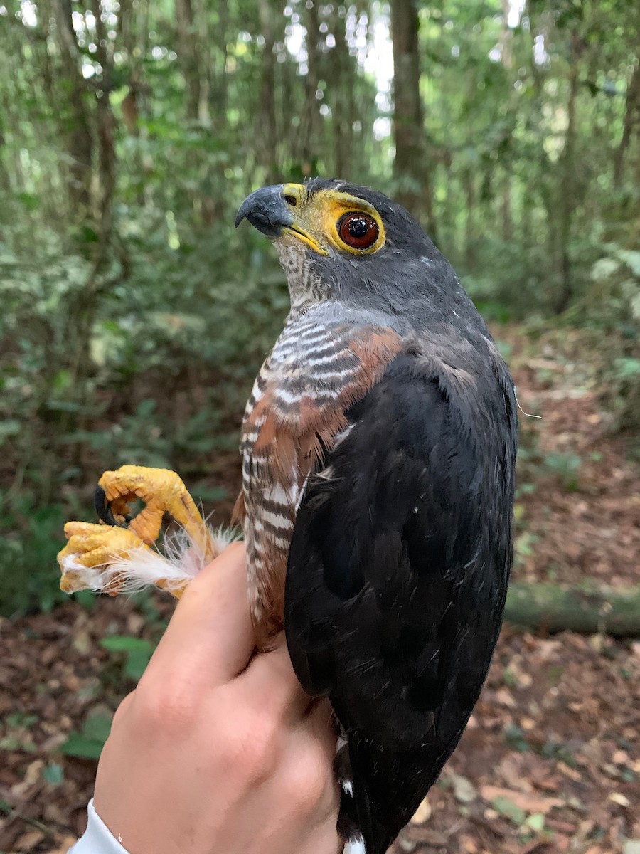 Chestnut-flanked Sparrowhawk - ML222113321