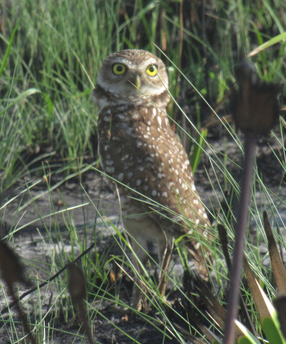 Burrowing Owl (Florida) - Jenna Atma