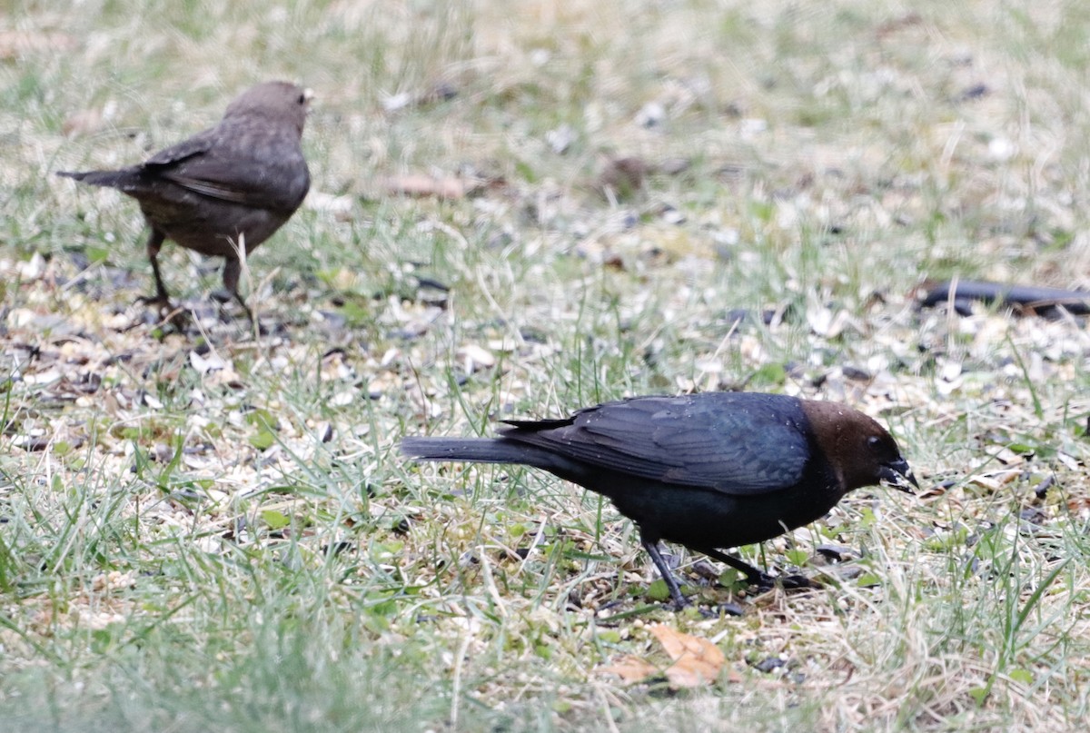 Brown-headed Cowbird - ML222113831