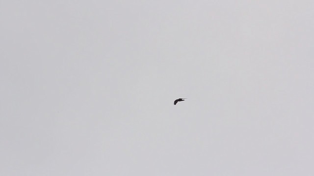 Common Raven - ML222114491