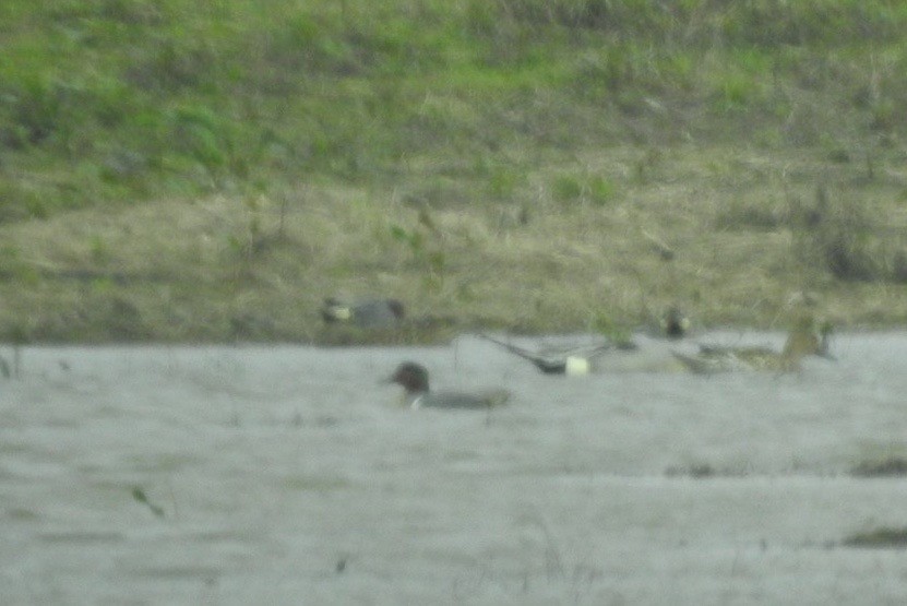 Green-winged Teal - ML222115071