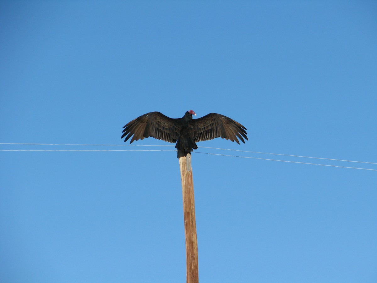 Urubu à tête rouge - ML222115111