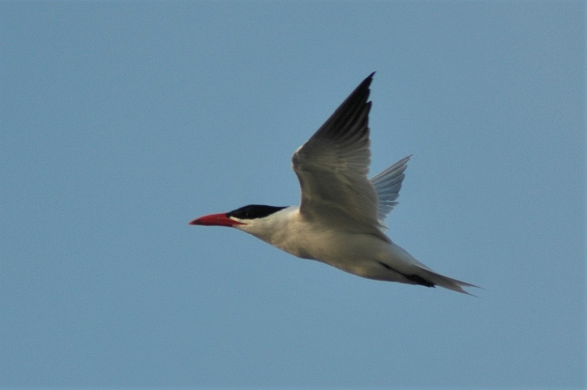 Морин хараалай - ML22211521