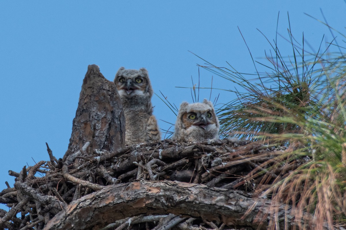 Great Horned Owl - Kelly and John Casey