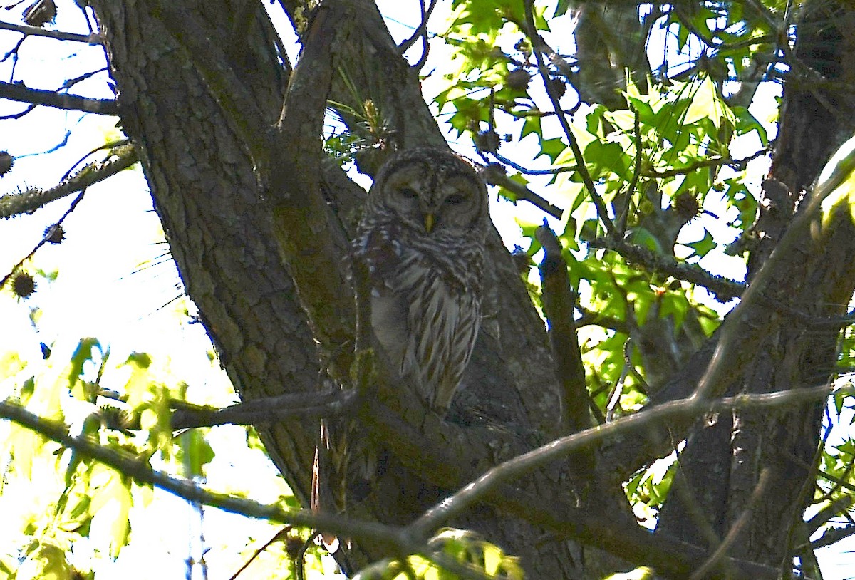 Barred Owl - ML222115741
