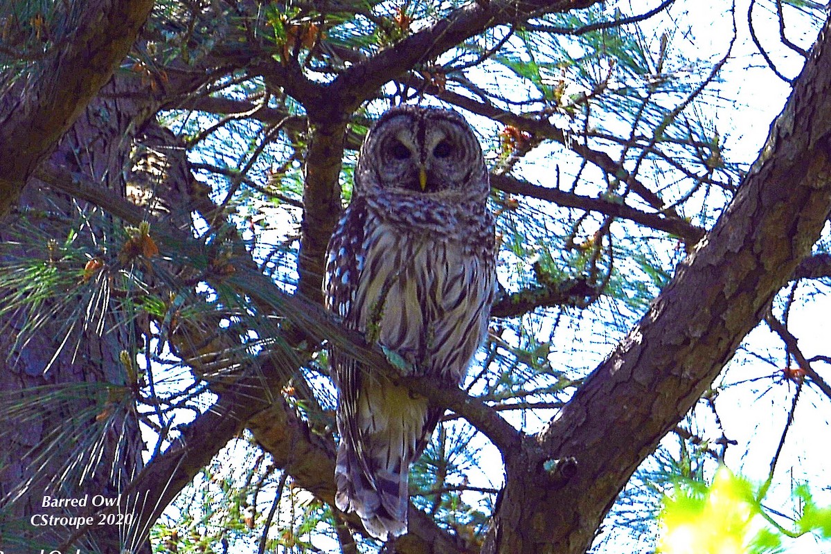 Barred Owl - ML222115751