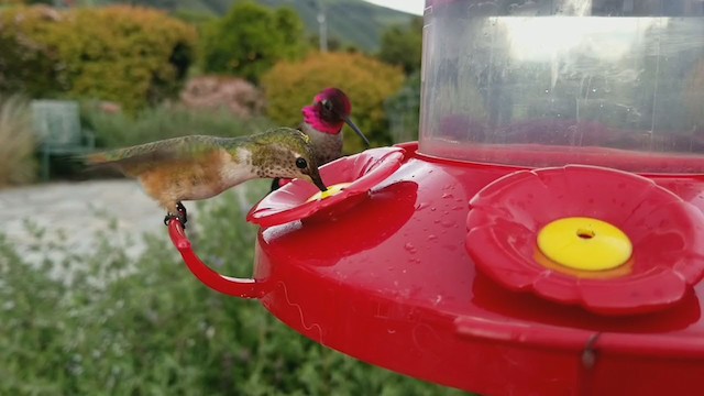 Rufous/Allen's Hummingbird - ML222116101