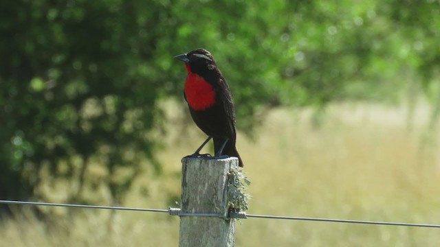 White-browed Meadowlark - ML222116471