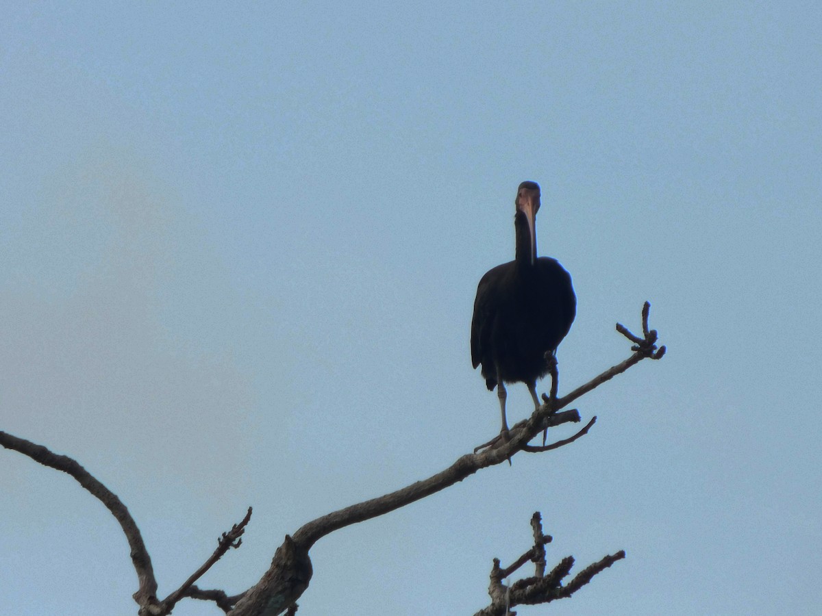 ibis tmavý - ML222116741
