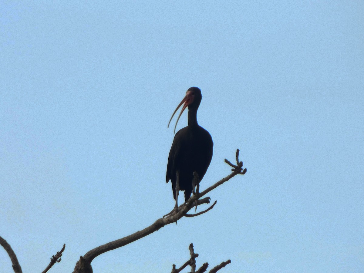 ibis tmavý - ML222117031