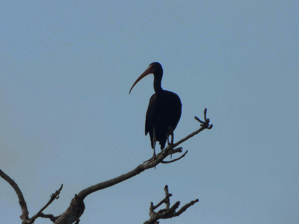 ibis tmavý - ML222117191