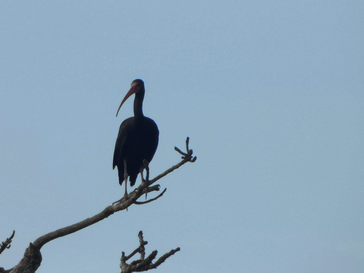 ibis tmavý - ML222117201
