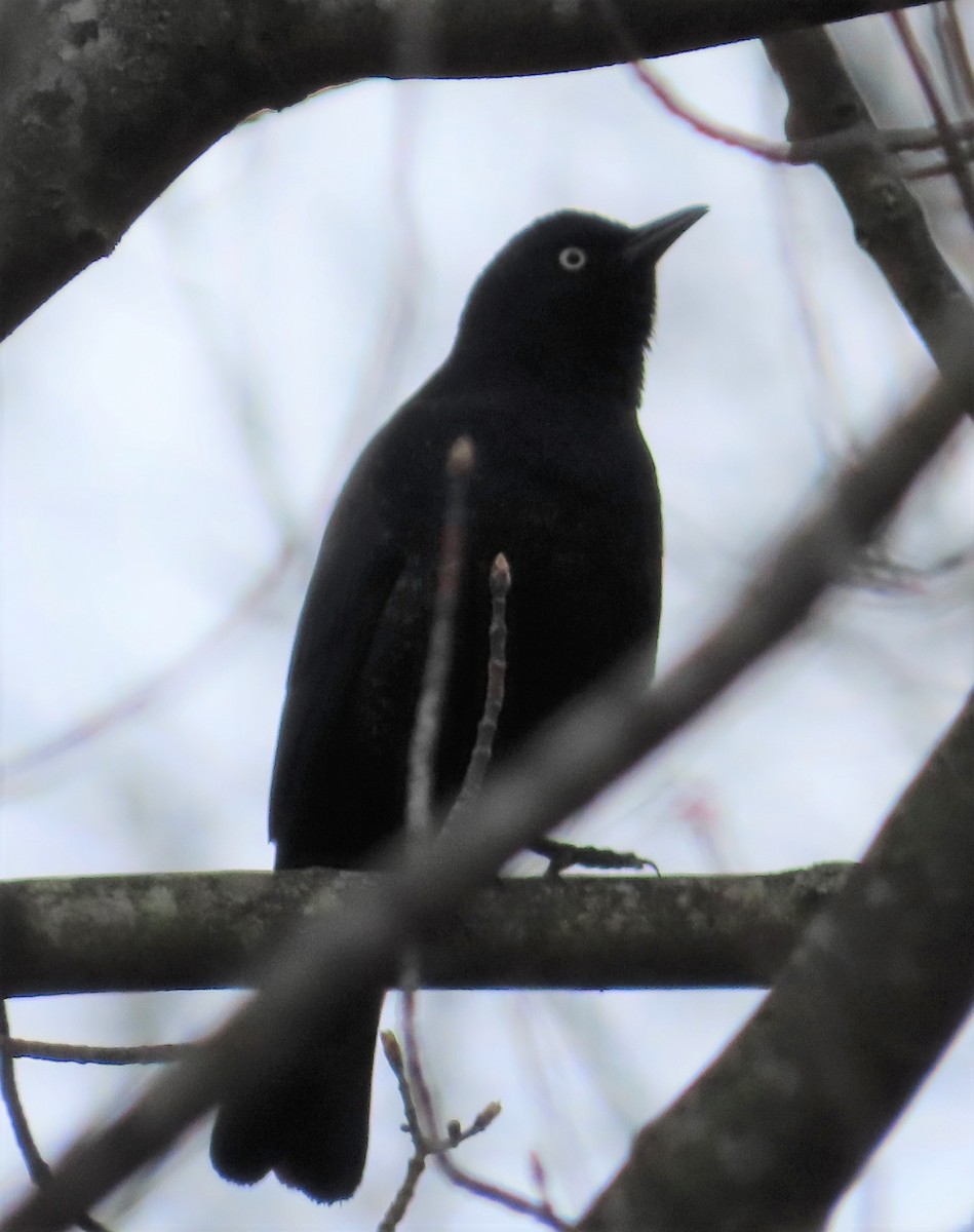 Rusty Blackbird - ML222117891