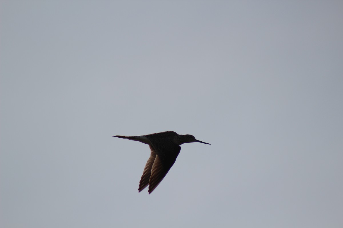 Greater Yellowlegs - ML222117971