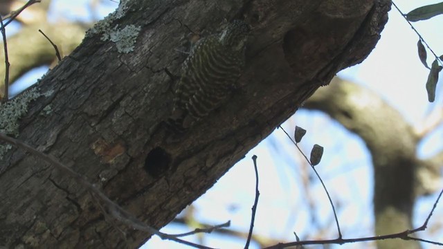 White-spotted Woodpecker - ML222118551