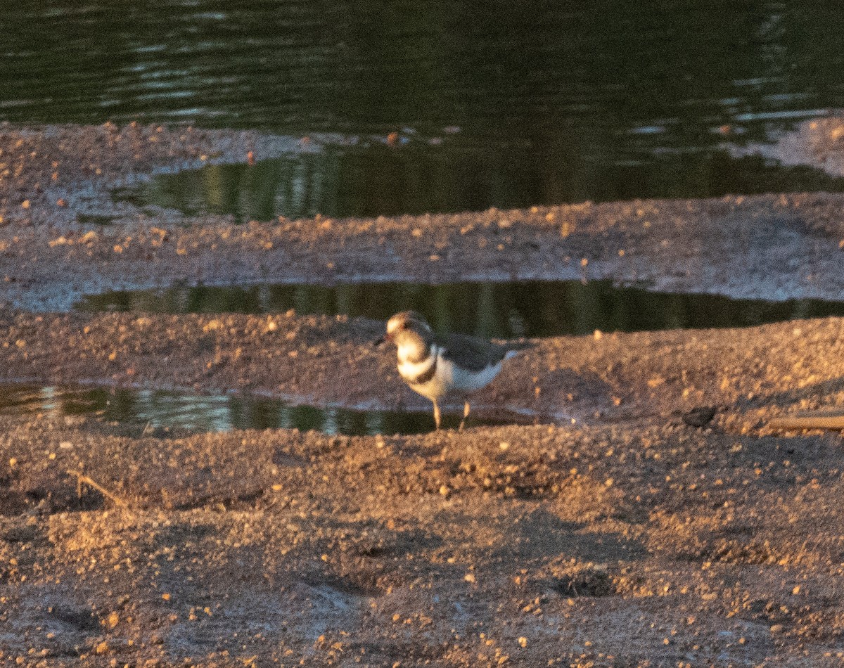 Three-banded Plover - ML222118571