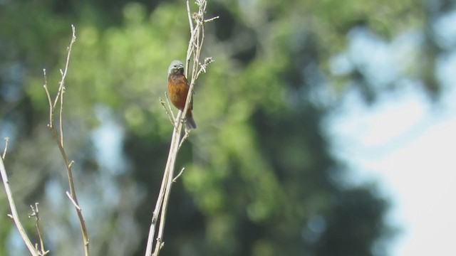 Dark-throated Seedeater - ML222118881