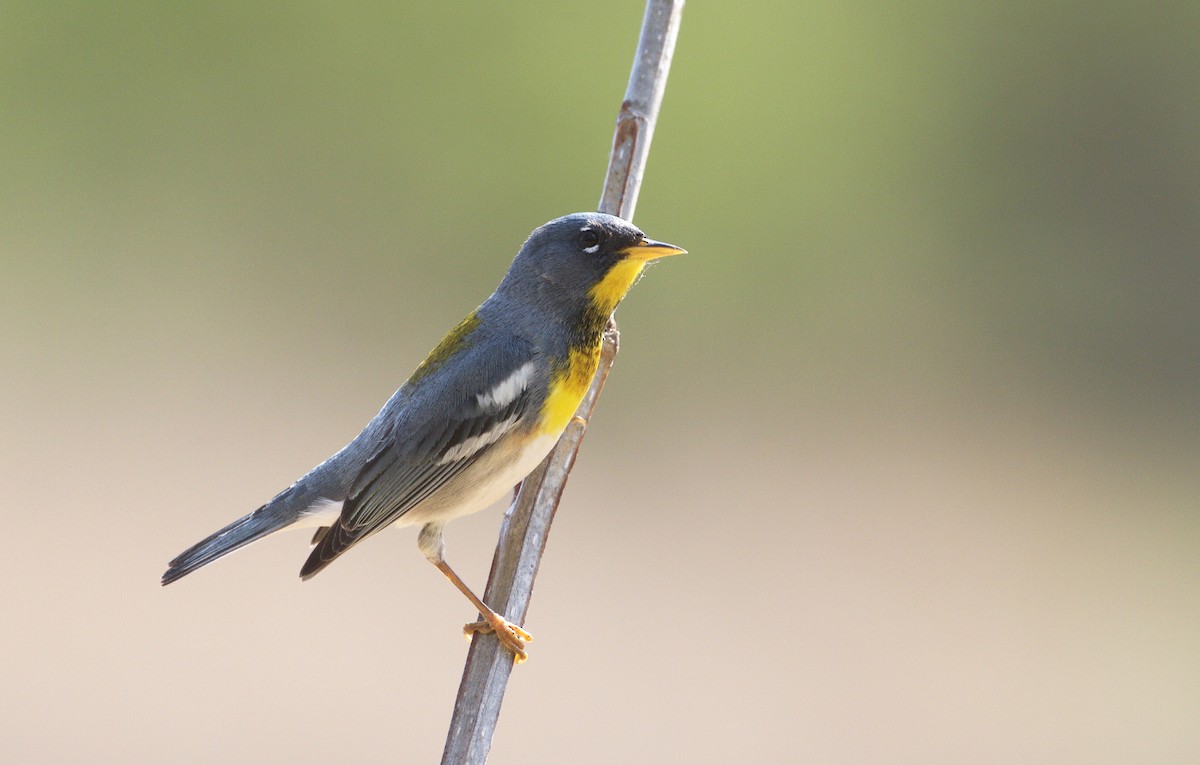 Northern Parula - ML222119421