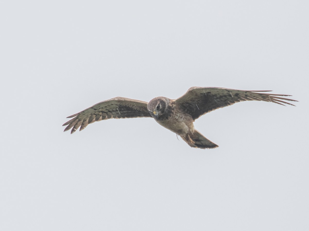 Northern Harrier - ML222120731