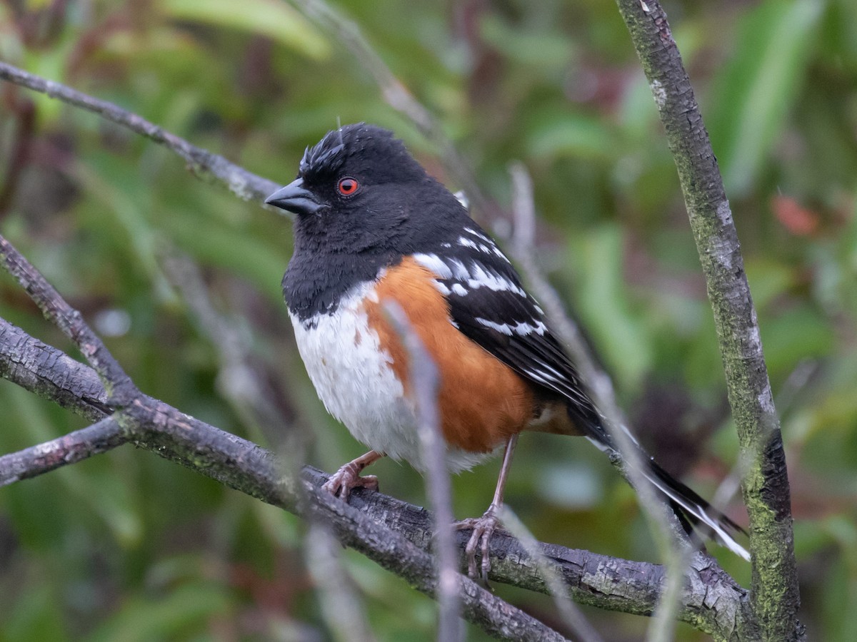 ホシワキアカトウヒチョウ - ML222120811