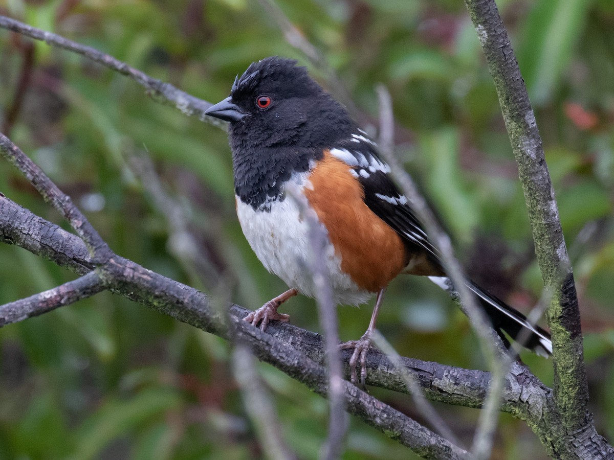 ホシワキアカトウヒチョウ - ML222120821