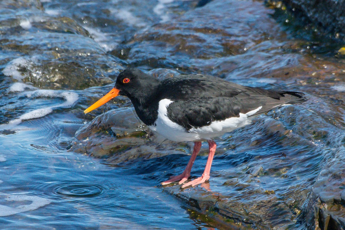 Eurasian Oystercatcher - ML222121101