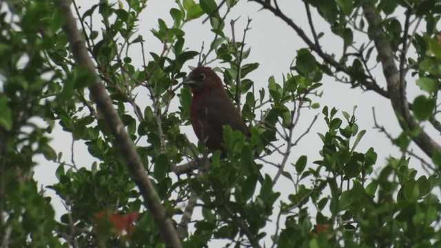 Red-crested Finch - ML222122711