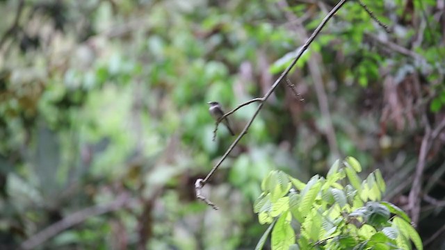 Eastern Wood-Pewee - ML222123121